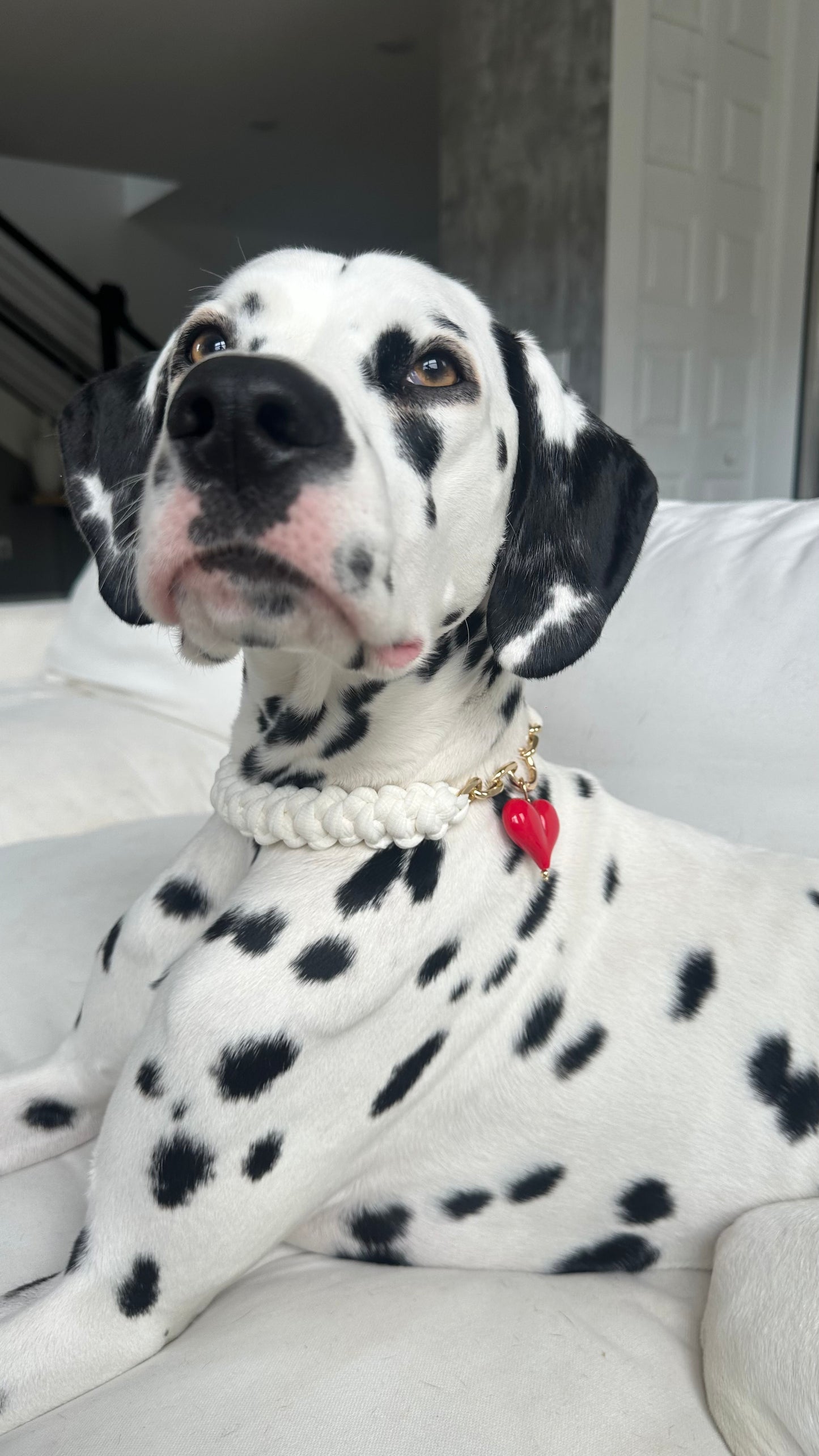 Crochet Dog Collar with Heart